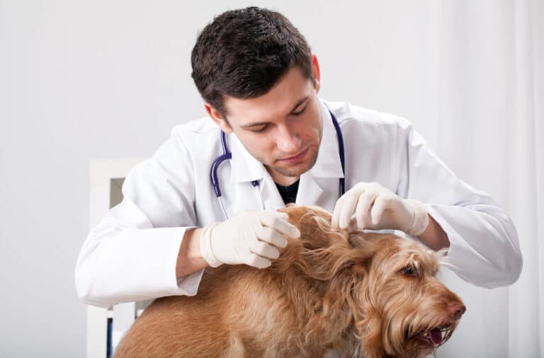 Ohrenentzündung bei Hunden Was tun? Lia